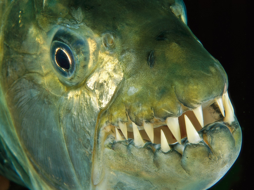 Тигровая рыба голиаф