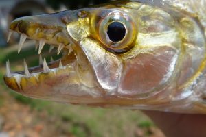 тигровая рыба голиаф