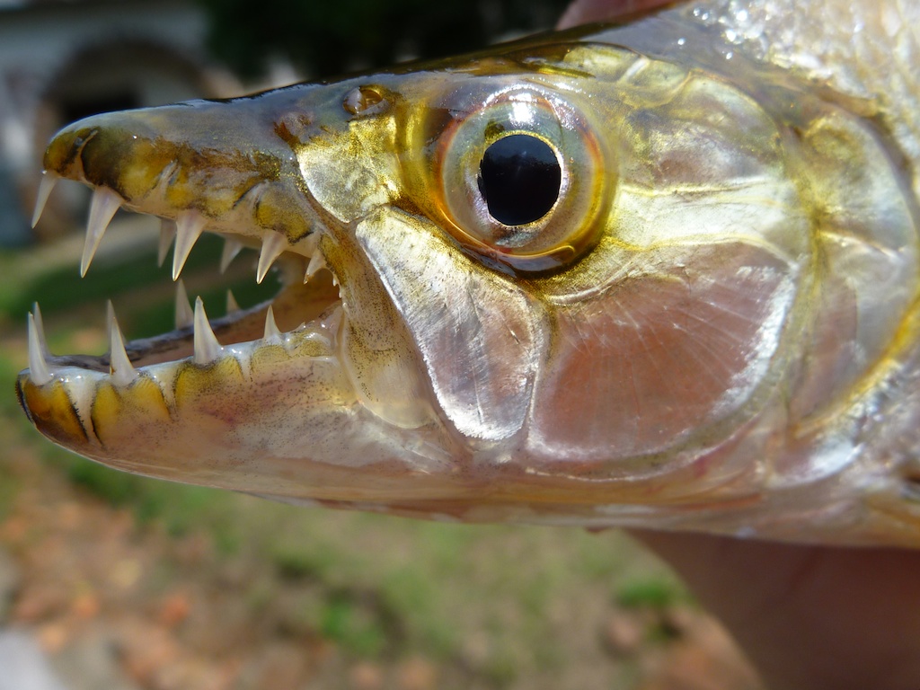 тигровая рыба голиаф