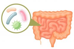 Микрофлора (микробиоценоз) различных отделов пищеварительной системы и ее влияние на организм