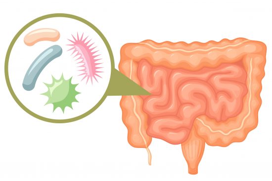Микрофлора (микробиоценоз) различных отделов пищеварительной системы и ее влияние на организм