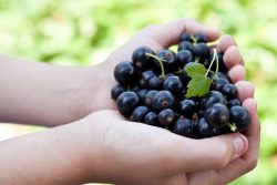 Черная смородина: польза и вред для здоровья детей