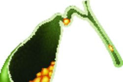 Строение и функции жёлчного пузыря в организме человека