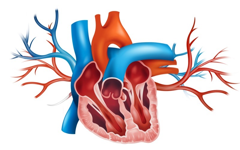 Стеноз митрального клапана: как проявляется, можно ли вылечить
