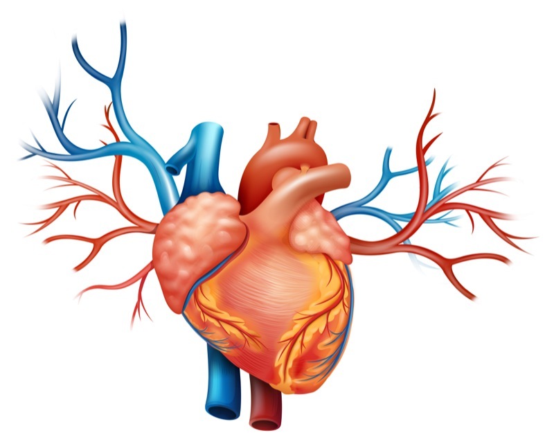 Гидроперикард: причины, признаки, диагностика, лечение