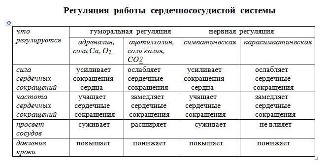 Органы кровеносной системы строение и функции