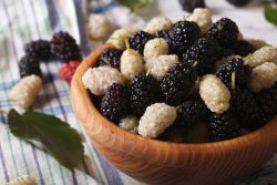 Шелковица: польза и вред