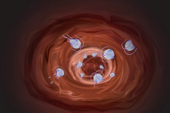 Диета при лямблиозе у взрослых