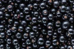 Смородина черная: польза и вред