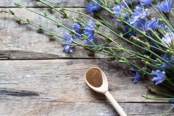 Цикорий растворимый порошкообразный: польза и вред