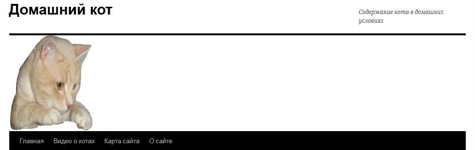 домашний кот