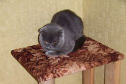 Как я сделал когтеточку для кошек своими руками