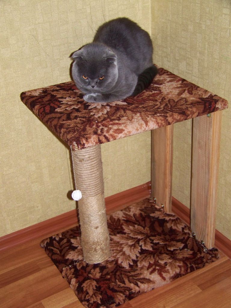 когтеточка для кошек