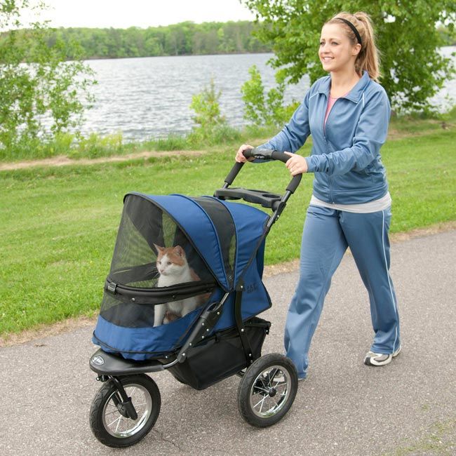 Топ 10 глупых изобретений для кошек