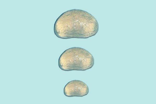 Топ 10 глупых изобретений для кошек