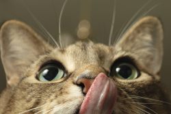 Обзор консервированного корма Berkley