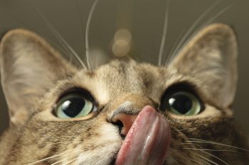 Обзор консервированного корма Berkley