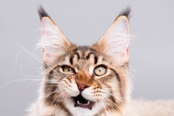 Консервированный корм для кошек Мнямс – рожки да ножки?