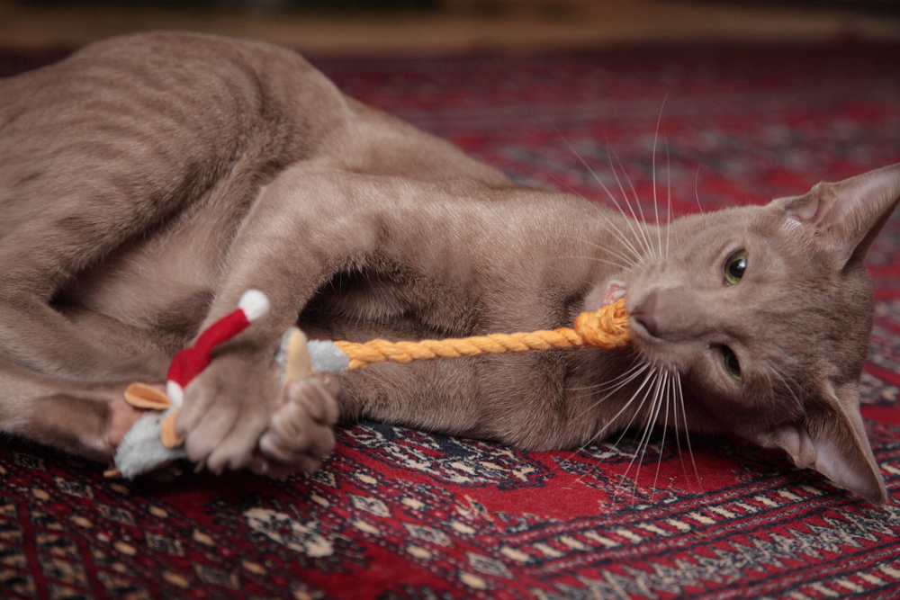 Как приучить кошку спать по ночам