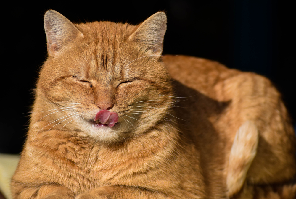 Обзор сухого корма Savarra