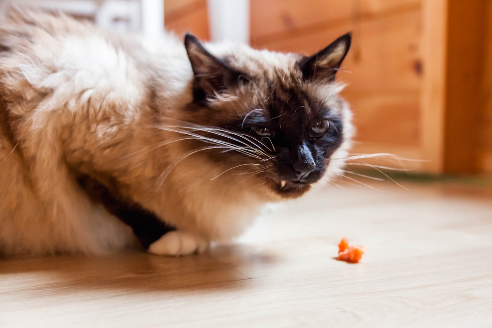 Обзор сухого корма для кошек Schesir