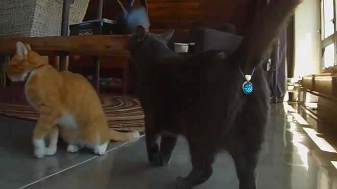 Топ 10 глупых изобретений для кошек