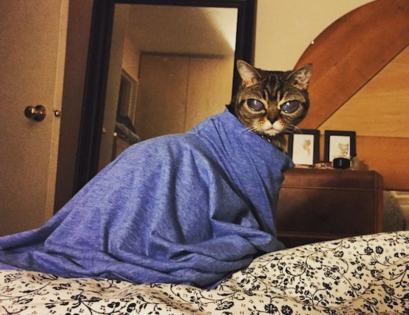 Не такие как все - 10 историй необычных кошек