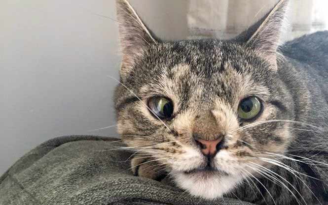 Не такие как все - 10 историй необычных кошек