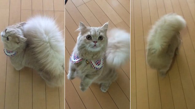 Топ самых красивых кошек интернета