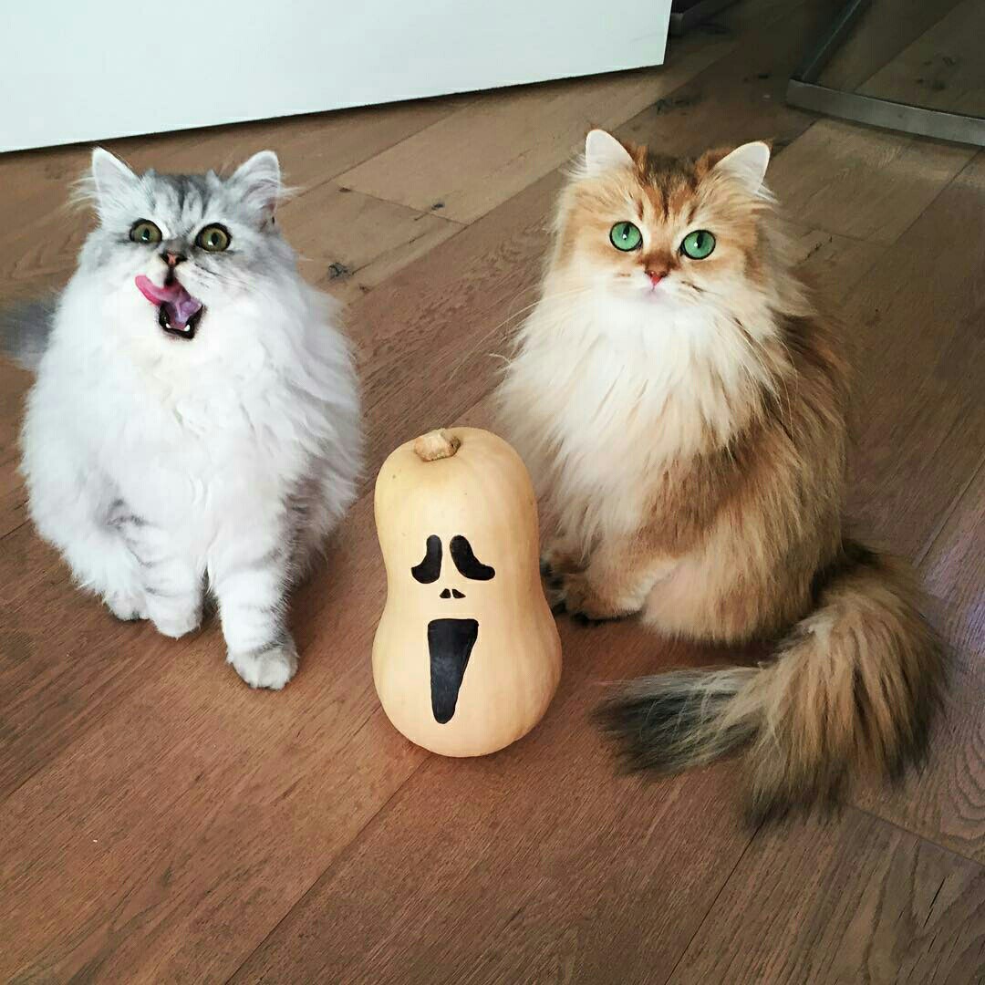 Топ самых красивых кошек интернета