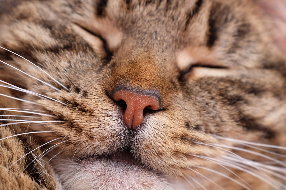 Сухой корм для кошек Applaws