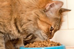 Обзор сухого корма Organix