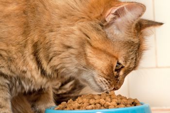 Обзор сухого корма Organix