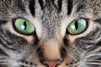 Сухой корм для кошек Applaws – не экономит на качестве