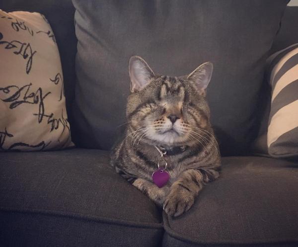 Не такие как все - 10 историй необычных кошек