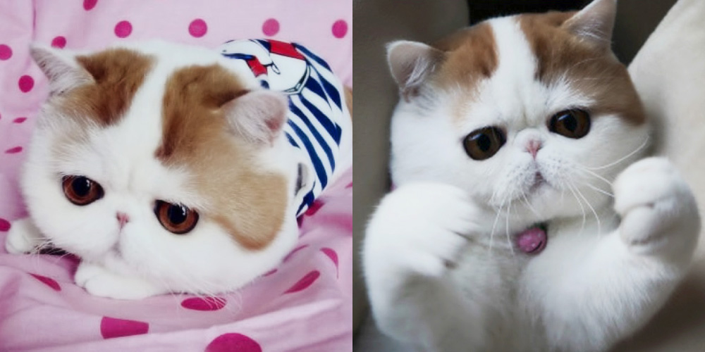 Топ самых красивых кошек интернета