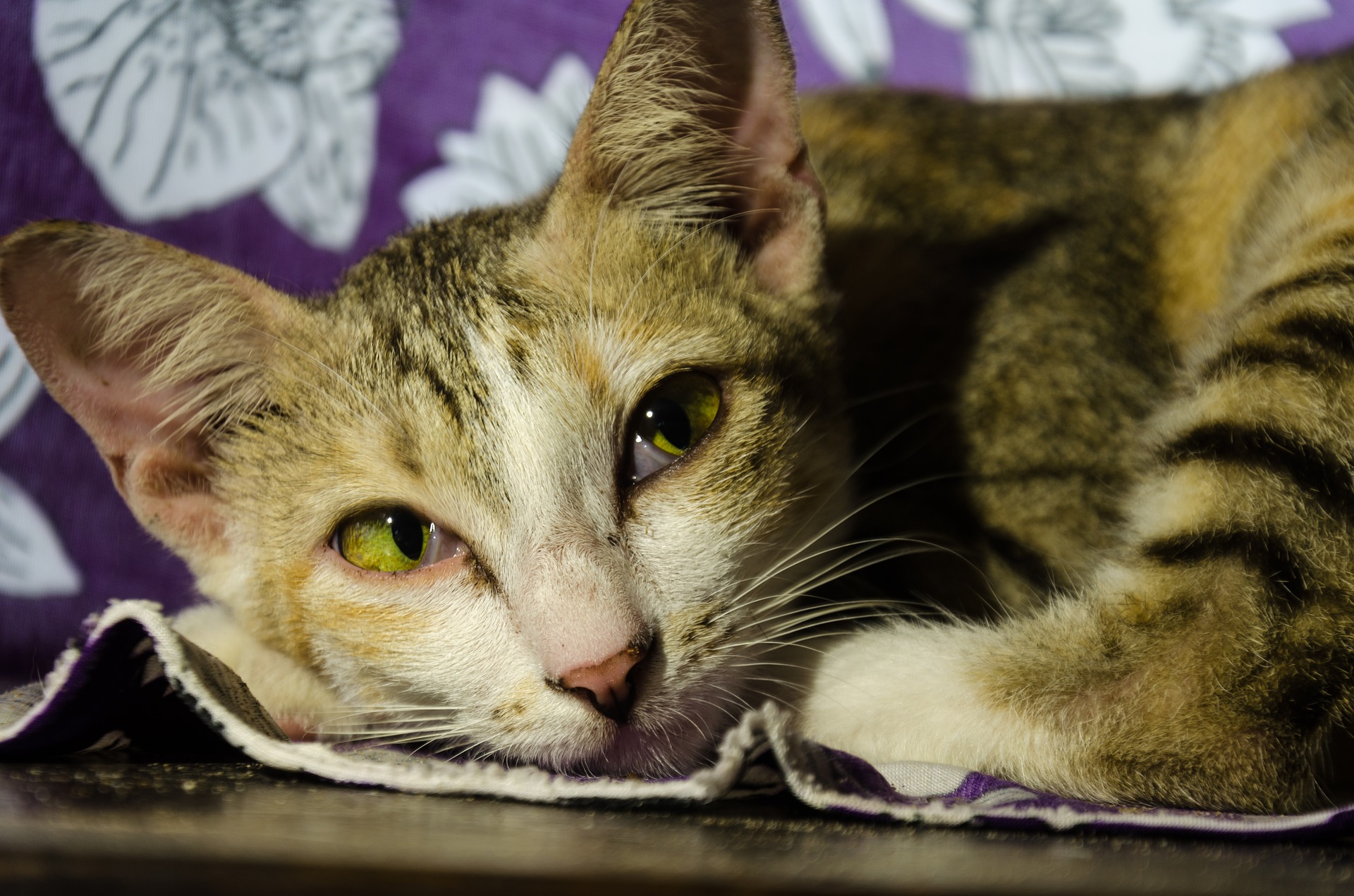 Синдром реминантного яичника у кошки: симптомы, лечение