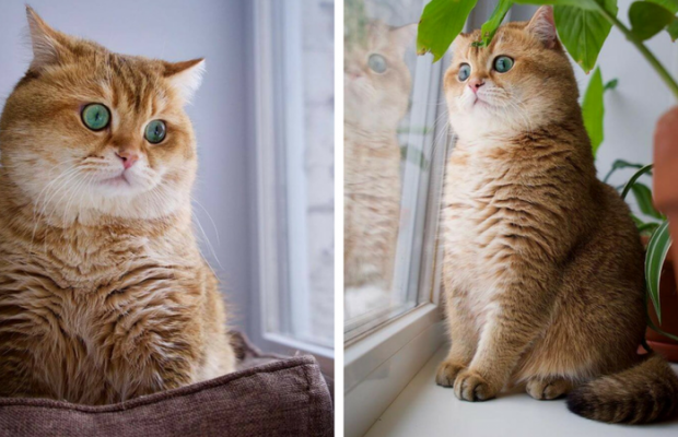 Топ самых красивых кошек интернета