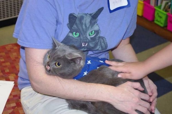 Не такие как все - 10 историй необычных кошек