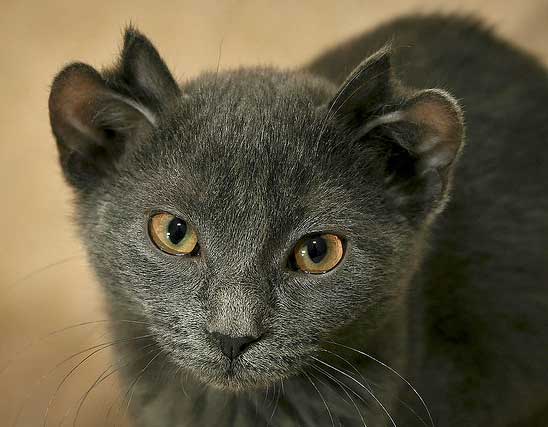 Не такие как все - 10 историй необычных кошек