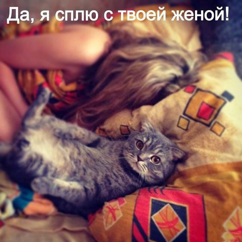 КотоДайджест на ноябрь - все самое интересное