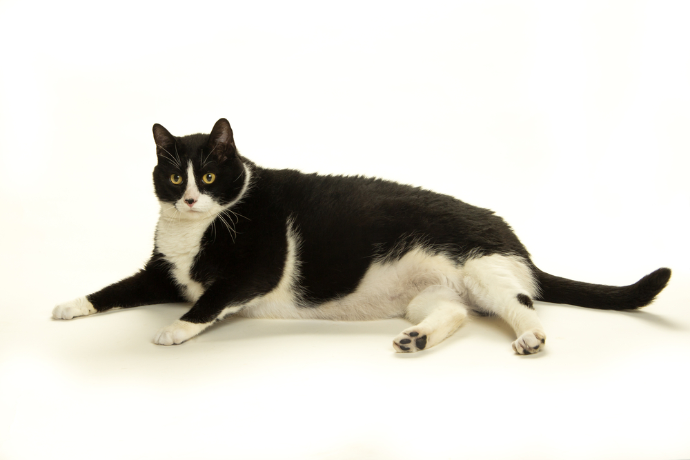 Топ 9 наиболее распространенных ошибок в питании кошек