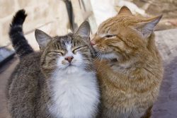 Как подружить кошек – советы владельцам