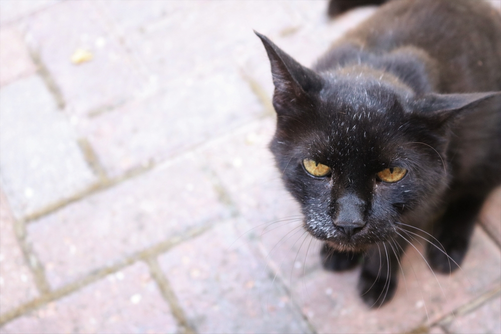 Кошачья старость - что нужно знать об уходе за стареющим животным