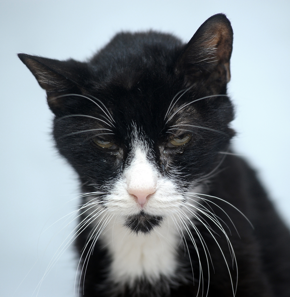 Кошачья старость - что нужно знать об уходе за стареющим животным