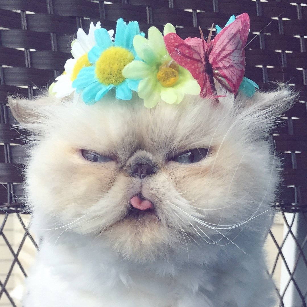 КотоДайджест на декабрь - все самое интересное