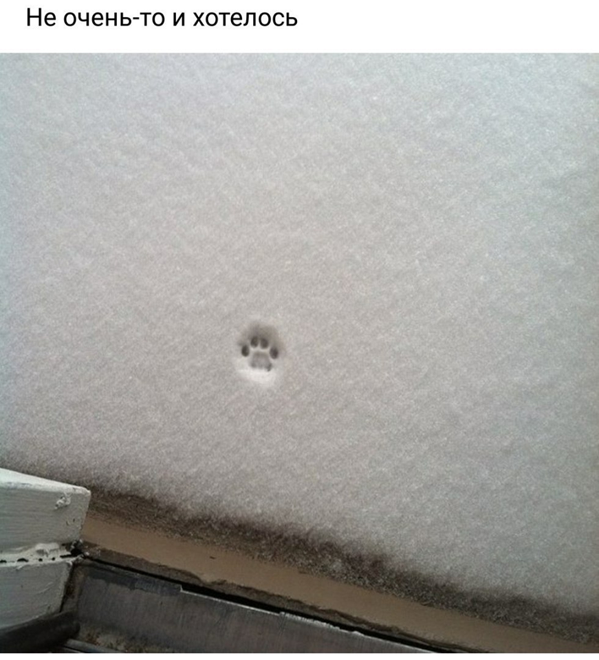 КотоДайджест на декабрь - все самое интересное