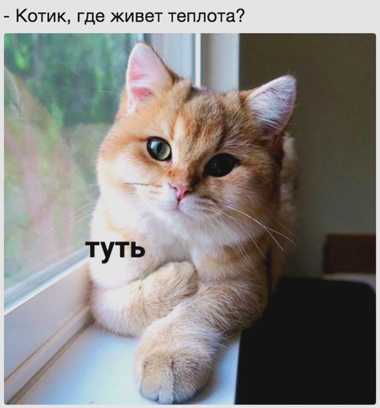 КотоДайджест на декабрь - все самое интересное