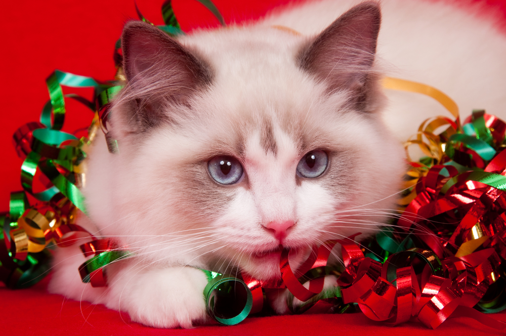 КотоДайджест на декабрь - все самое интересное