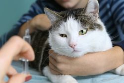 Поствакцинальная саркома у кошек: причины, лечение, профилактика